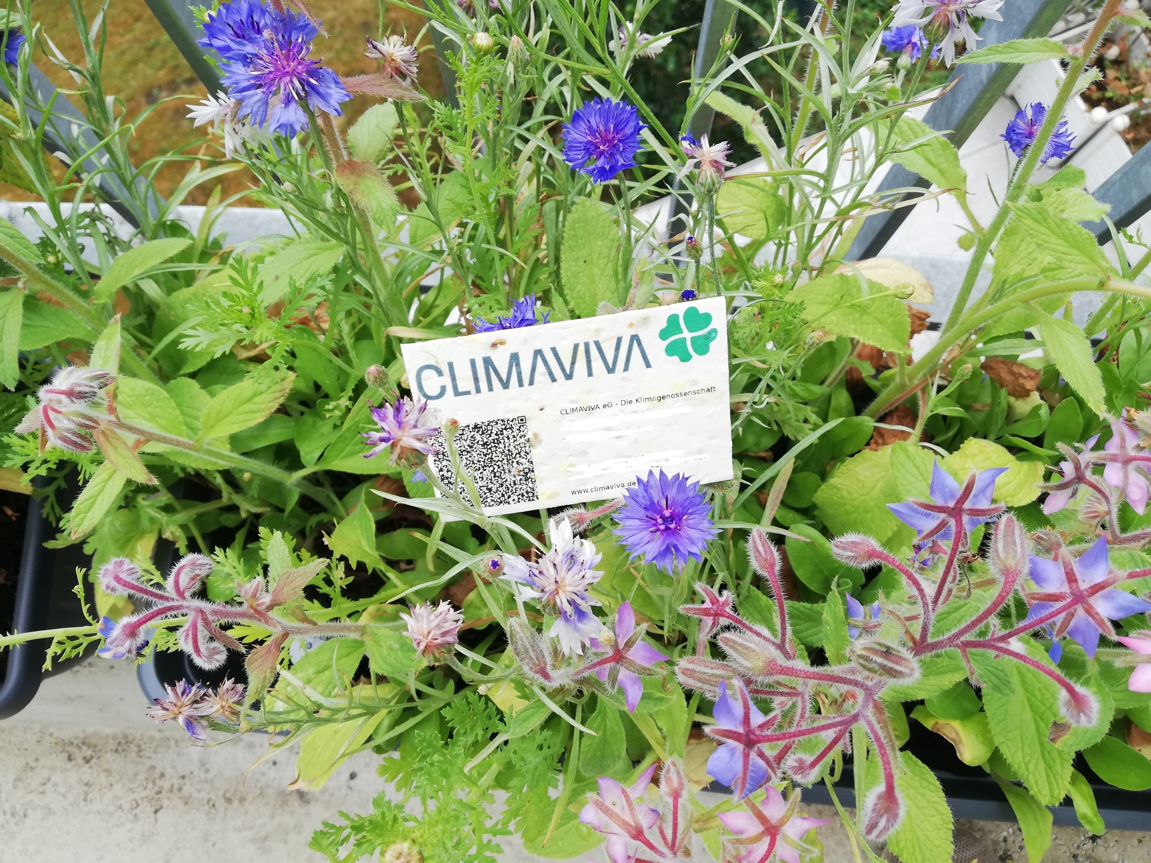 Die klimapositive Green Card der CLIMAVIVA eG